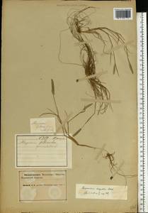 Лисохвост равный Sobol., Восточная Европа, Северный район (E1) (Россия)