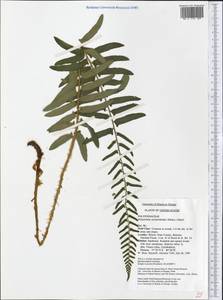 Polystichum acrostichoides (Michx.) Schott, Америка (AMER) (США)