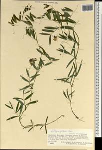 Lathyrus palustris subsp. palustris, Монголия (MONG) (Монголия)