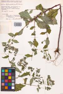 Crepidiastrum denticulatum subsp. denticulatum, Сибирь, Дальний Восток (S6) (Россия)