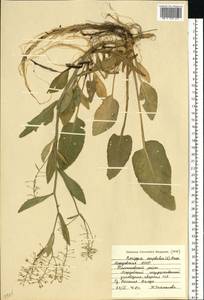 Жерушник земноводный (L.) Besser, Восточная Европа, Средневолжский район (E8) (Россия)