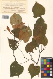 Липа амурская Rupr., Сибирь, Дальний Восток (S6) (Россия)
