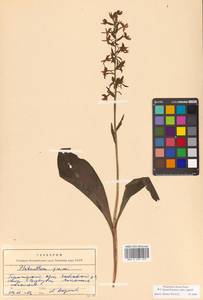 Platanthera densa subsp. orientalis (Schltr.) Efimov, Сибирь, Дальний Восток (S6) (Россия)