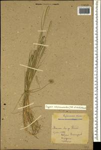 Sporobolus alopecuroides (Piller & Mitterp.) P.M.Peterson, Кавказ, Краснодарский край и Адыгея (K1a) (Россия)
