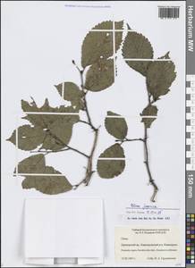 Ulmus davidiana var. japonica (Rehder) Nakai, Сибирь, Дальний Восток (S6) (Россия)