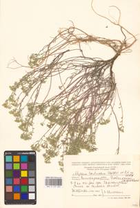 Odontarrhena tortuosa subsp. tortuosa, Восточная Европа, Нижневолжский район (E9) (Россия)