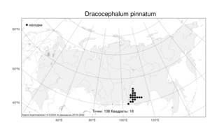 Dracocephalum pinnatum, Змееголовник перистый L., Атлас флоры России (FLORUS) (Россия)