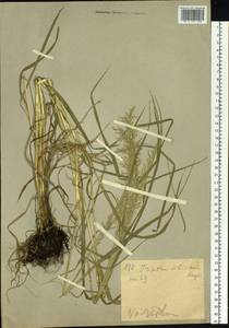 Sibirotrisetum sibiricum (Rupr.) Barberá, Сибирь, Западный (Казахстанский) Алтай (S2a) (Казахстан)