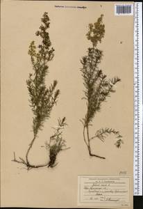 Подмаренник настоящий L., Средняя Азия и Казахстан, Северный и Центральный Казахстан (M10) (Казахстан)