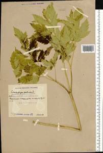 Actaea europaea (Schipcz.) Compton, Восточная Европа, Южно-Украинский район (E12) (Украина)