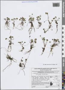 Ползунок отпрысковый (Adams) Kom., Сибирь, Алтай и Саяны (S2) (Россия)