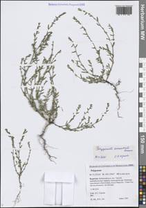 Спорыш простертый, Спорыш обыкновенный Boreau, Сибирь, Прибайкалье и Забайкалье (S4) (Россия)
