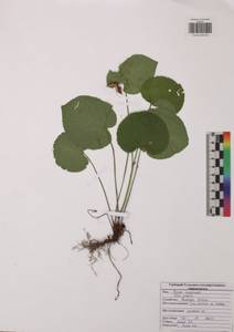 Фиалка удивительная L., Восточная Европа, Центральный район (E4) (Россия)