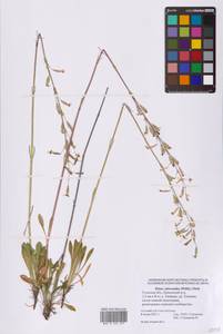 Смолевка зеленоцветковая (Willd.) Ehrh., Восточная Европа, Центральный район (E4) (Россия)