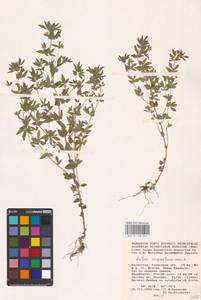 Лядвенец узкий L., Средняя Азия и Казахстан, Прикаспийский Устюрт и Северное Приаралье (M8) (Казахстан)