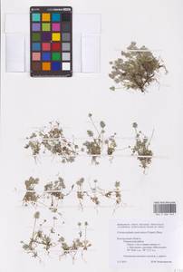 Ceratocephala orthoceras DC., Восточная Европа, Центральный лесостепной район (E6) (Россия)