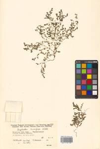 Молочай приземистый Willd., Сибирь, Дальний Восток (S6) (Россия)