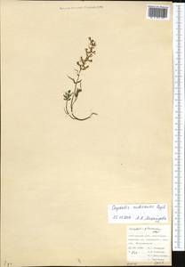 Corydalis nudicaulis Regel, Средняя Азия и Казахстан, Памир и Памиро-Алай (M2) (Киргизия)