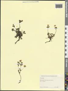 Лапчатка, Кавказ, Дагестан (K2) (Россия)