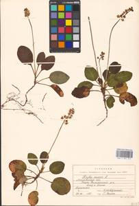 Грушанка малая L., Восточная Европа, Московская область и Москва (E4a) (Россия)