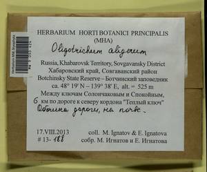 Oligotrichum aligerum Mitt., Гербарий мохообразных, Мхи - Дальний Восток (без Чукотки и Камчатки) (B20) (Россия)