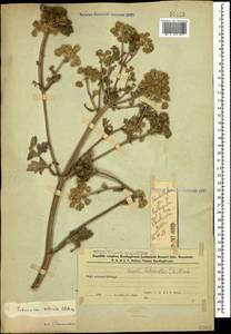 Жабрица порезниковая (L.) W. D. J. Koch, Кавказ, Азербайджан (K6) (Азербайджан)