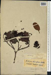Schotia latifolia Jacq., Африка (AFR) (ЮАР)