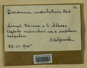 Dicranum polysetum Sw., Гербарий мохообразных, Мхи - Красноярский край, Тыва и Хакасия (B17) (Россия)