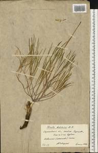 Ферула татарская Fisch. ex Spreng., Восточная Европа, Нижневолжский район (E9) (Россия)