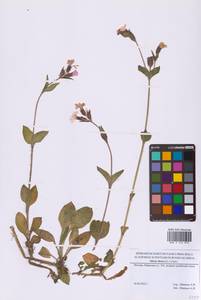 Silene dioica subsp. dioica, Восточная Европа, Московская область и Москва (E4a) (Россия)