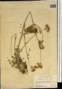 Pyramidoptera cabulica Boiss., Зарубежная Азия (ASIA) (Афганистан)