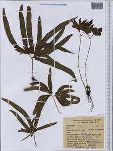 Лигодиум, Австралия и Океания (AUSTR) (Папуа - Новая Гвинея)