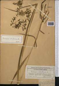 Камыш лесной L., Средняя Азия и Казахстан, Джунгарский Алатау и Тарбагатай (M5) (Казахстан)