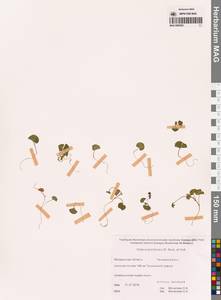 Viola crassa subsp. avatschensis (W.Becker & Hultén) Espeut, Сибирь, Чукотка и Камчатка (S7) (Россия)