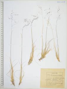 Ковылечек альпийский (F.Schmidt) Sipliv., Сибирь, Дальний Восток (S6) (Россия)