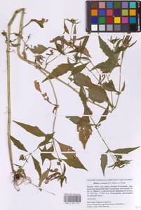 Череда сростнолопастная Muhl. ex Willd., Восточная Европа, Московская область и Москва (E4a) (Россия)