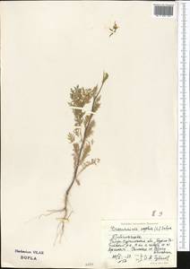 Дескурения Софии (L.) Webb ex Prantl, Средняя Азия и Казахстан, Муюнкумы, Прибалхашье и Бетпак-Дала (M9) (Казахстан)