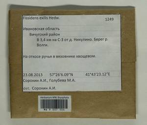 Fissidens exilis Hedw., Гербарий мохообразных, Мхи - Центральное Нечерноземье (B6) (Россия)