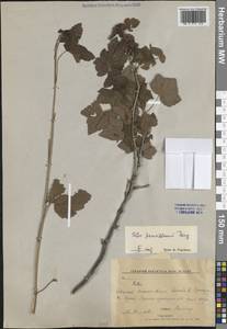 Смородина черная L., Сибирь, Дальний Восток (S6) (Россия)