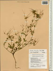 Erodium laciniatum (Cav.) Willd., Зарубежная Азия (ASIA) (Кипр)