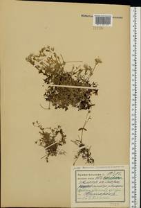 Ясколка альпийская L., Восточная Европа, Северный район (E1) (Россия)