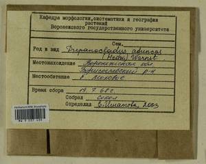 Drepanocladus aduncus (Hedw.) Warnst., Гербарий мохообразных, Мхи - Центральное Черноземье (B10) (Россия)