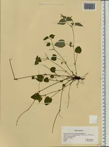 Фиалка собачья L., Восточная Европа, Центральный лесостепной район (E6) (Россия)