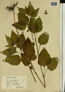 Alkekengi officinarum Moench, Восточная Европа, Западно-Украинский район (E13) (Украина)