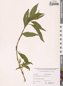 Горец развесистый, Горец щавелелистный (L.) Gray, Сибирь, Чукотка и Камчатка (S7) (Россия)