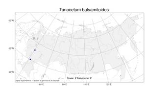 Tanacetum balsamitoides, Пижма бальзамоносновидная Sch. Bip., Атлас флоры России (FLORUS) (Россия)