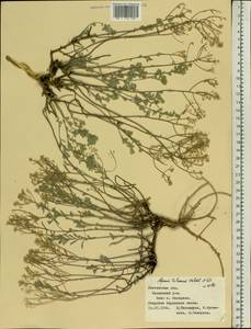 Odontarrhena tortuosa subsp. tortuosa, Восточная Европа, Центральный лесостепной район (E6) (Россия)