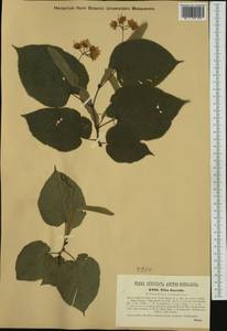 Tilia platyphyllos subsp. platyphyllos, Западная Европа (EUR) (Австрия)