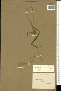 Коротконожка перистая (L.) P.Beauv., Кавказ, Ставропольский край, Карачаево-Черкесия, Кабардино-Балкария (K1b) (Россия)