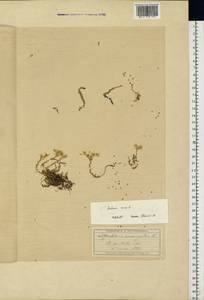 Очиток едкий L., Восточная Европа, Московская область и Москва (E4a) (Россия)